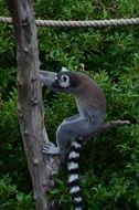 cute Lemur Wildlife Photography