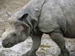 rhino walks through the mud