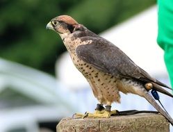 Lanner Falcon Bird