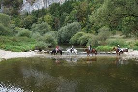 Horses Danube Water