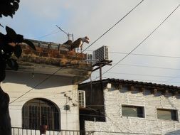 Funny Dog on the Roof