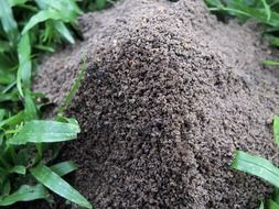 Ant hill in nature