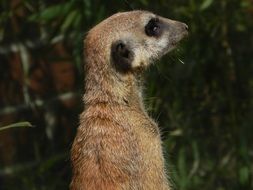 meerkat standing near the green bush