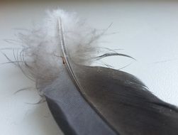 Feather of the bird