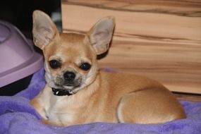 Chihuahua puppy lying on the bedspread