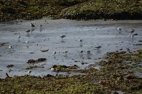 floxk of Plovers feeding in water