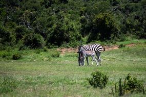 family of zebras on safari in africa