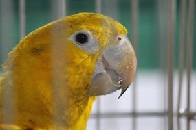 exotic yellow parrot in cage