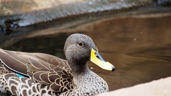 african duck in a park