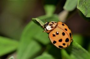 macro picture of ladybird on the blade of grass