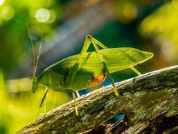 grasshopper in the sun light