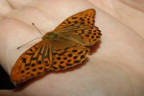 Beautiful and colorful butterfly on the palm