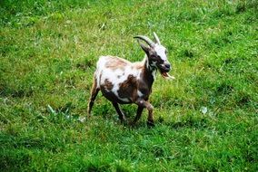 the goat is walking in a green meadow