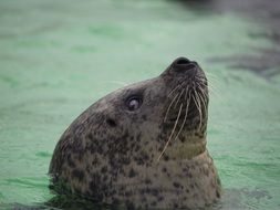 whiskered sea animal in water close-up