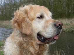 golden retriever near the river