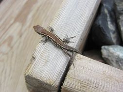 tiny brown lizard on a wood