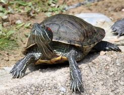 Tortoise on the rock