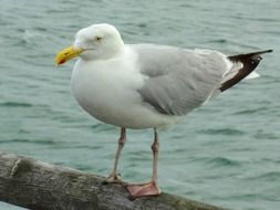 astounding sea Bird