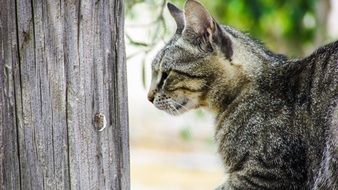 curious grey cat