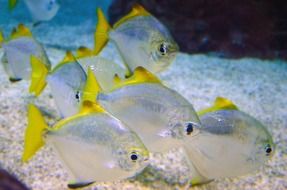 silver fish in an aquarium