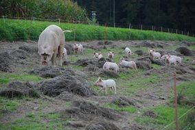 pig with piglets on the field