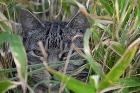 cat face in green grass close-up