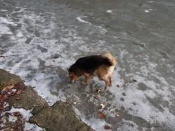 Dog on a lake bank