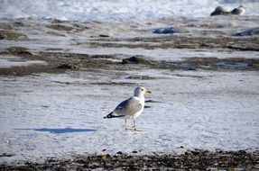 seagull on the Baltic sea in winter