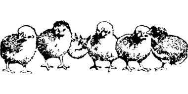 Baby Birds drawing