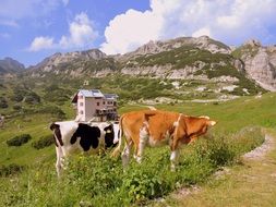 cows graze in a meadow near the mountain on a sunny day