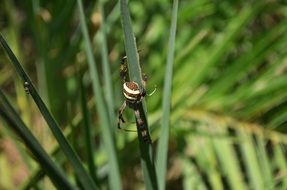 Colorful Spider on a plant