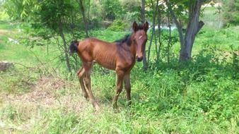 brown foal in the forest