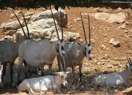 antelope near the rocks in the desert