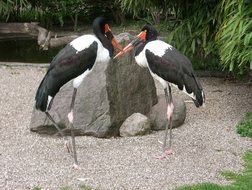 couple of saddle storks