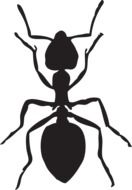 ant image