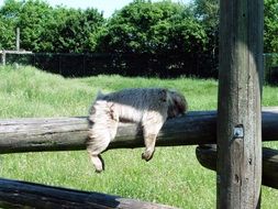 monkey lies on a log in a nature reserve in Denmark, givskud