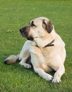 anatolian shepherd on the lawn