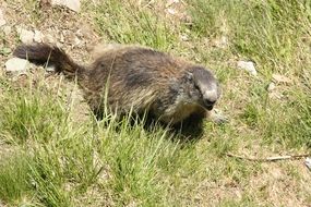 fluffy grey marmot