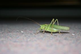 grasshopper on asphalt