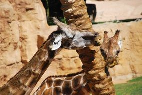 pair of giraffes near a tree