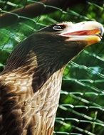 portrait of Eagle Beak Bird