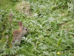 small grey Rabbit in greenery