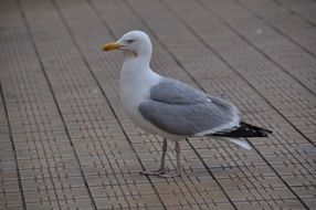 seagull on the dam