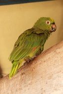 green parrot on a tree branch