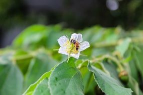 wasp sitting on a tiny flower