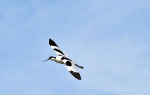Avocets Marshes Birds