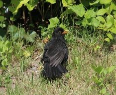 blackbird on ground