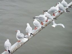 gulls on the parapet above the water