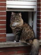 cat sitting on the background of the window