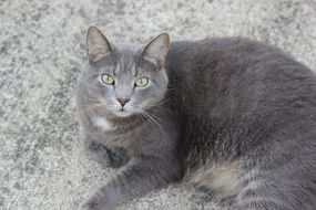 Portrait of beautiful and cute grey small Cat